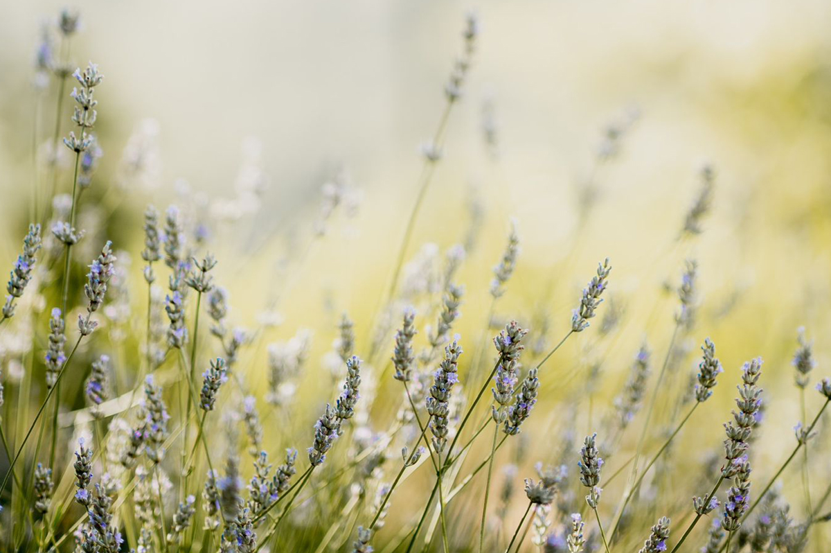 Lavandes-photographe-83