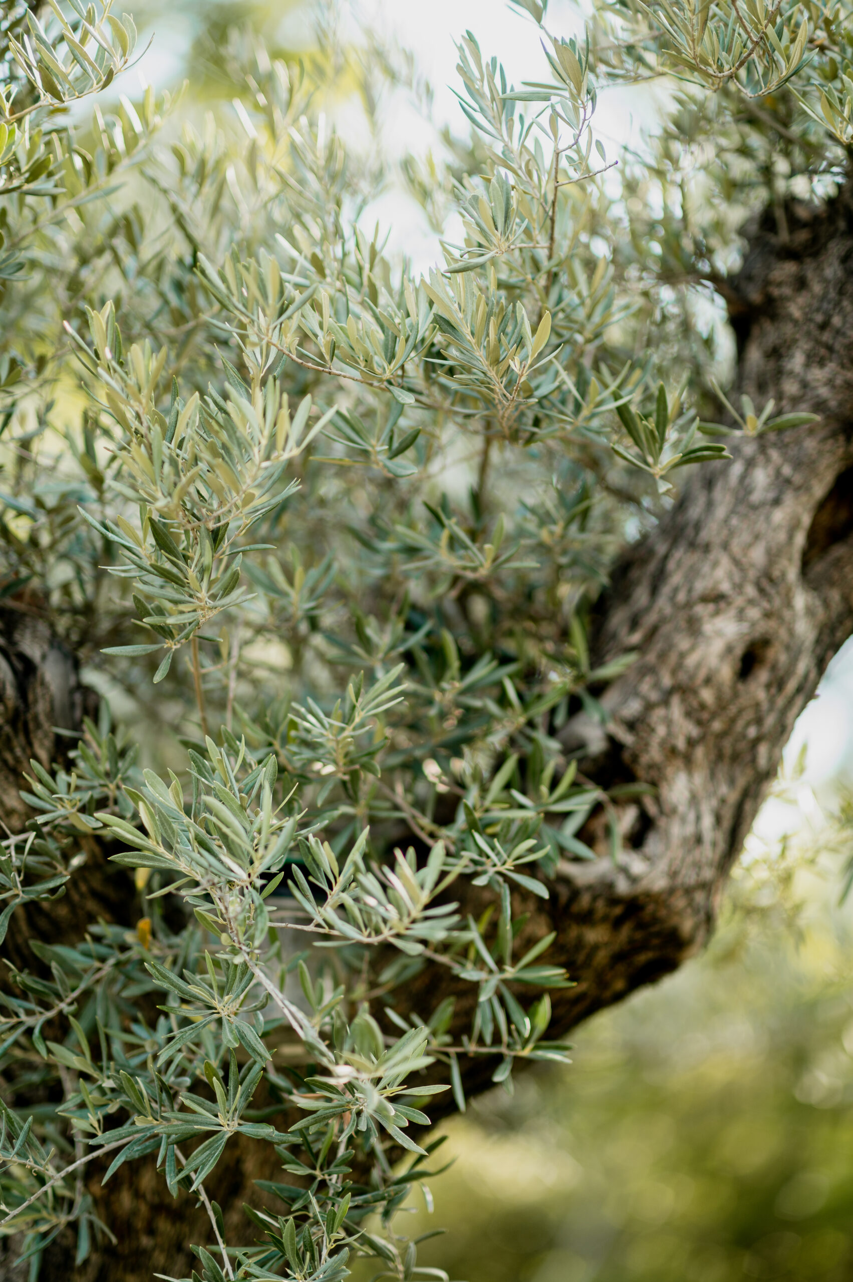 photographe mariage Provence