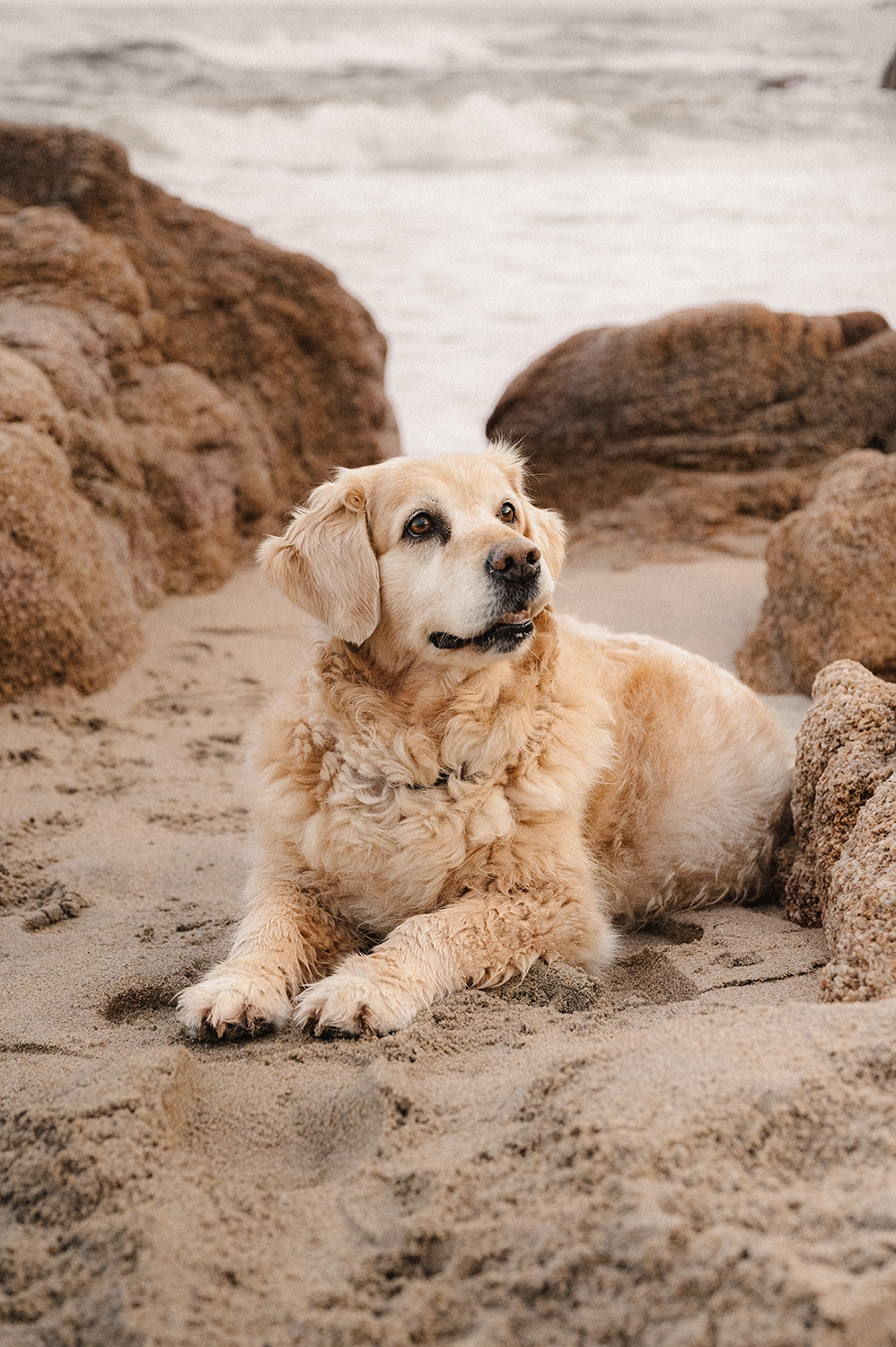 seance photo chien Var