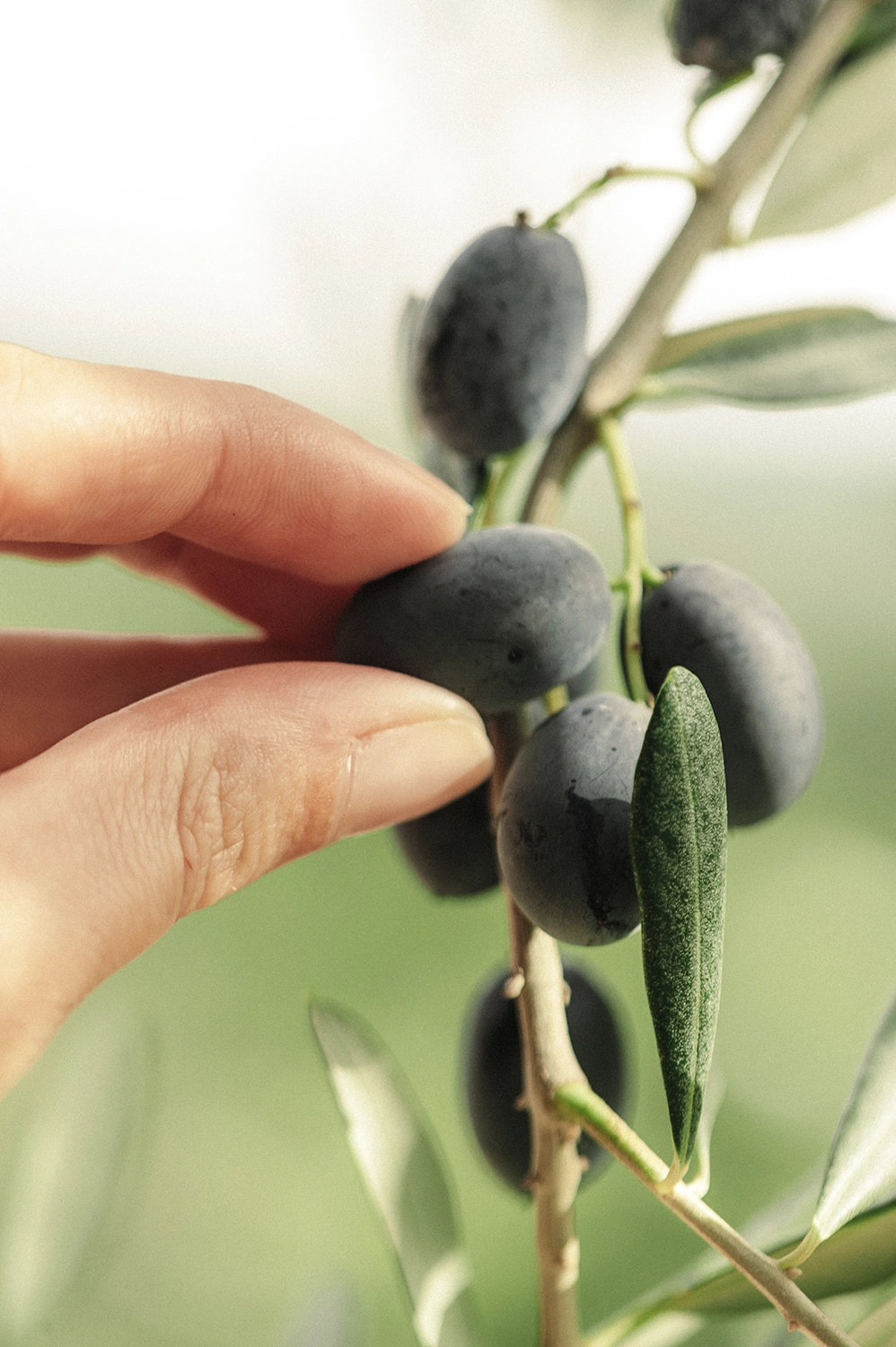 photo-producteur-olives-var photographe entreprise artisans var