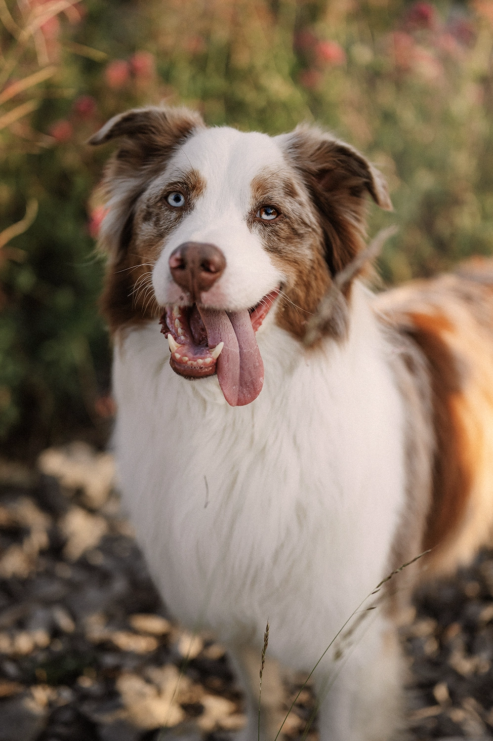 photographe animalier var
