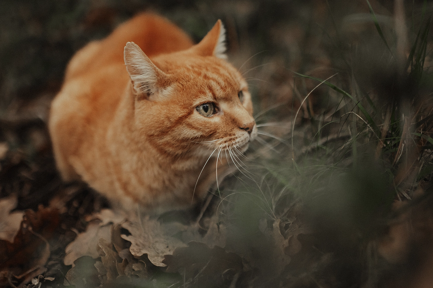 photographe allaitement var