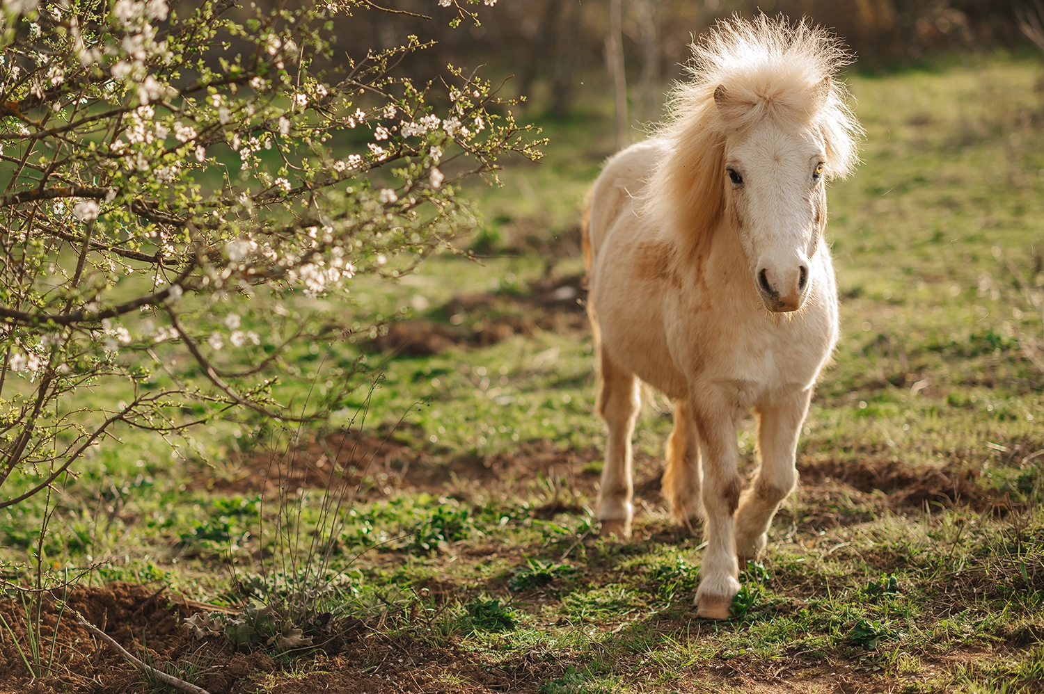 photographe allaitement var