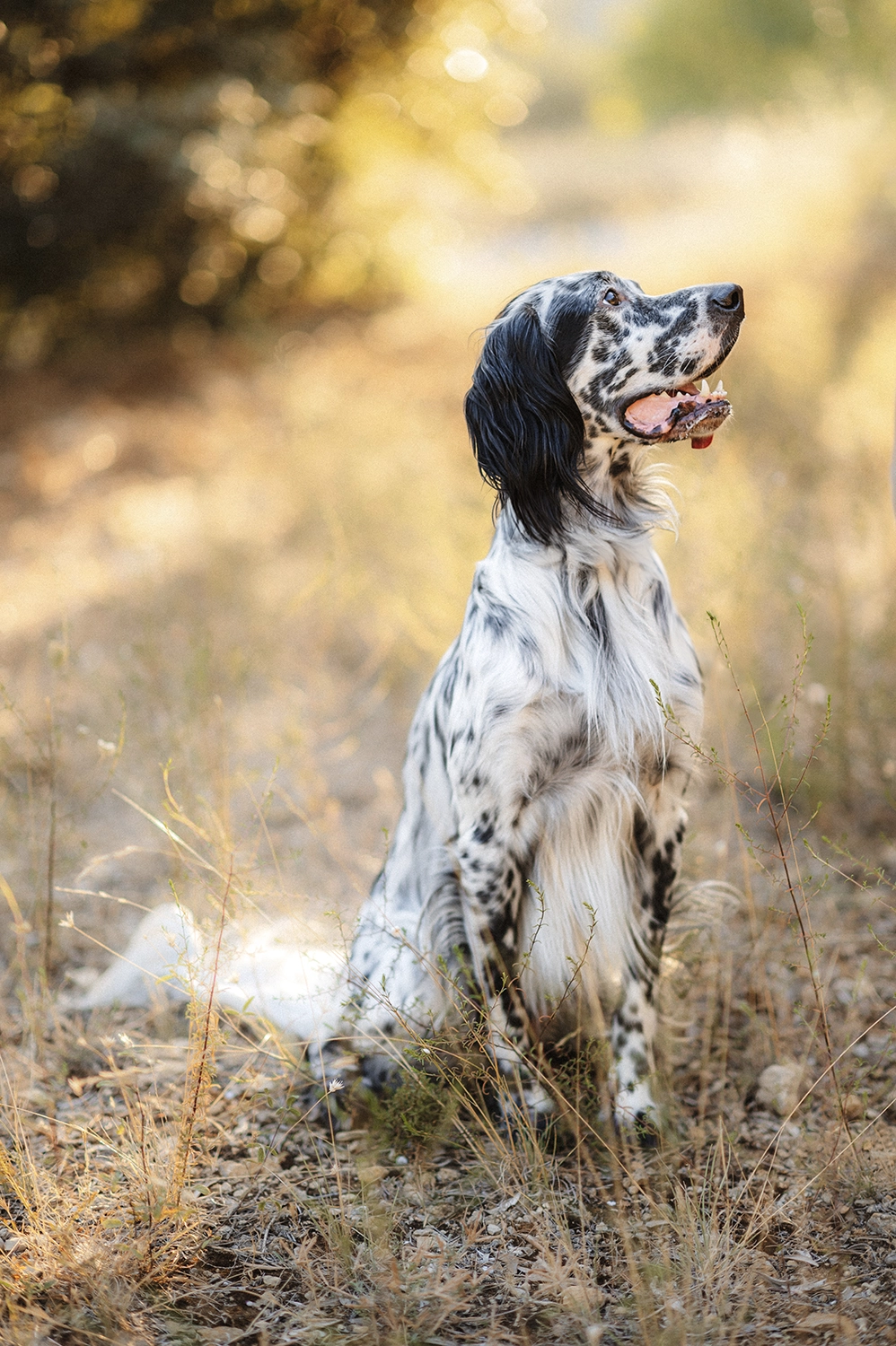 Photographe grossesse bébé 83